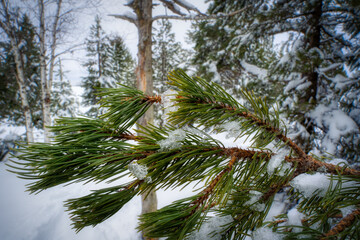 snow covered pine tree