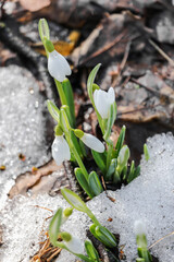 White flowers of snowdrops grow among the melted snow in early spring on a sunny day