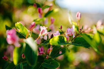Small pink flowers with green leaves. Natural background