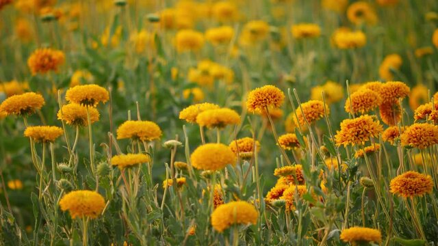 Close still shot of flowers in a field, Marigold flowers in a field