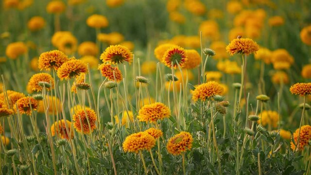 Close still shot of marigold flowers in a field