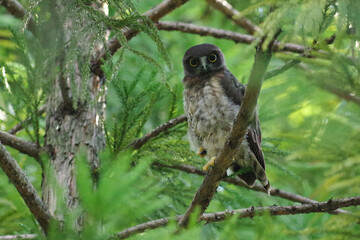 巣立ちした野鳥アオバズクの雛