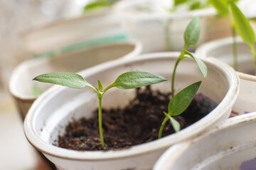 tomato seedlings growing on windowsill of the house