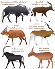 Collection of different species of antelopes in colour image: black wildebeest (white-tailed gnu), bontebok, bongo, addax (screwhorn antelope), sable antelope, saiga antelope