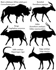 Collection of different species of antelopes in silhouette: black wildebeest (white-tailed gnu), bontebok, bongo, addax (screwhorn antelope), sable antelope, saiga antelope
