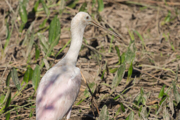 Brazilian Wildlife: Roseate spoonbill seen in the Panantal in Mato Grosso, Brazil