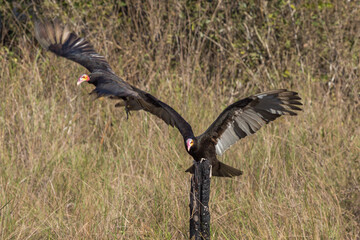 Lesser yellow-headed vulture landing on a branch in the northern pantanal in Mato Grosso, Brazil