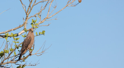 Brazilian Wildlife: Savanna Hawk (Buteogallus meridionalis) in front of blue sky in the northern Pantanal in Mato Grosso, Brazil