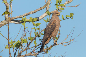 Close-up of a Savanna Hawk in the northern Pantanal in Mato Grosso, Brazil