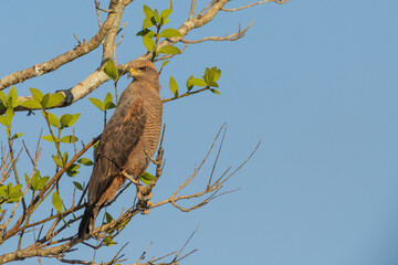 Savanna Hawk looking into the camera in the northern Pantanal in Mato Grosso, Brazil