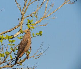Birds of Brazil: Savanna Hawk (Buteogallus meridionalis) in nature seen in the northern Pantanal in Mato Grosso, Brazil