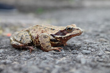 Invasión de la naturaleza.