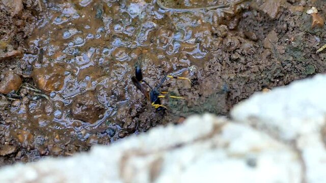 Slow motion Digger wasp, Sphecidae also know as Ground wasp digs a stone out of the wet earth and flies away, Croatia