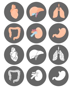 Icons with internal organs in rounds. Isolated on white background. Vector illustration. Lungs, heart, liver, stomach, guts, kidney. Colorful and black and white. Web, social media, messenger icons. 