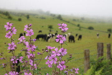 Naturaleza enjaulada 2.