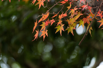 Autumn leafs of Japanese maple in sunshine day.