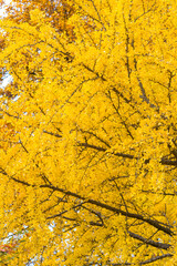 close-up of gingko tree in autumn