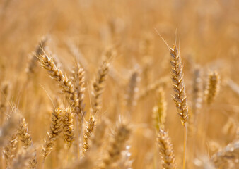 Fototapeta premium The concept of a rich harvest. Wheat field with ears of golden wheat. Beautiful agricultural fields sunset landscape. Ripe ears rural nature scenery background. close-up, selective focus