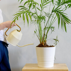 Child's hand is watering a domestic plant in a white pot on a wooden stand. Lifestyle. Minimalism.