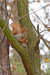 Squirrel eating a nut