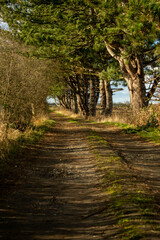 path in the woods