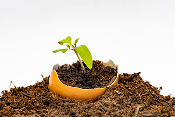 Plant de tomate poussant dans un œuf