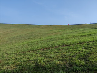 Fototapeta premium Green meadow under the blue sky