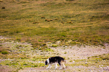 Aerial view of a lonely dog walking in mountains 