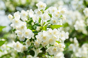 Fototapeta na wymiar jasmine flowers in a garden