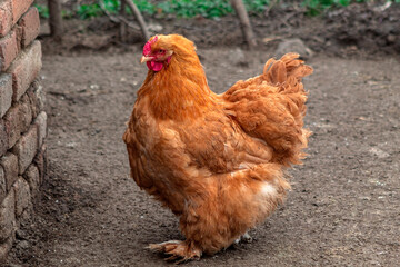 A brown chicken with a red crest in the yard of a house
