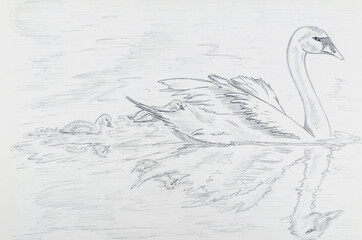 Pencil drawing of three swans on white paper.