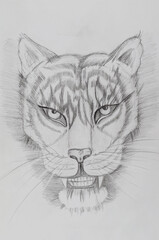 Pencil drawing of a tiger on white paper.