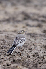 Young white wagtail, Motacilla alba near a river. Portrait of a young common songbird with long tail and black and white feather. Intimate portrait of a cute little bird