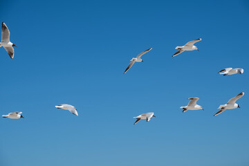 Flock of sea gulls flying in the sky.