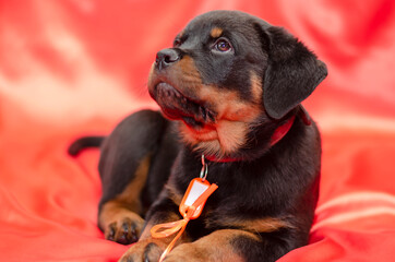 Rottweiler puppy on a red background.