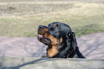 Fototapeta premium A portrait of an adult female Rottweiler standing behind a concr