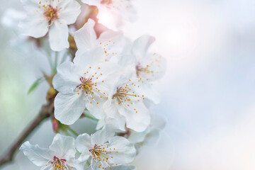 Beautiful cherry blossom against sunlight