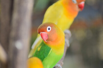 Two lovebirds on branch of tree. yellow and green color. little bird in the nature