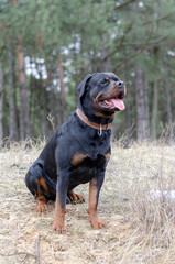 Front view of a sitting dog with an open mouth.