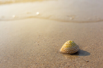 Seashells are on the sandy beach by the sea.