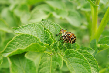 Two Colorado potato beetles mate on a potato leaf.