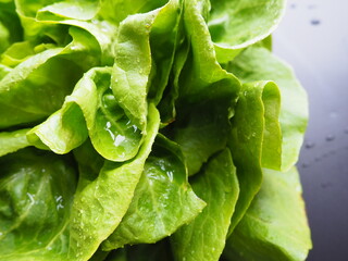 Sowing lettuce. An annual herb of the genus Lettuce of the Asteraceae family. Delicious fortified...