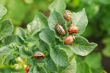 Colorado beetles and their larvae eat the potato leaf. Sunlight.
