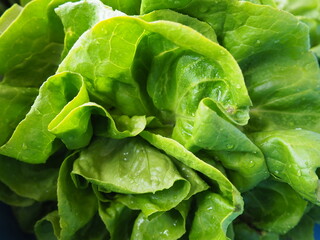 Sowing lettuce. An annual herb of the genus Lettuce of the Asteraceae family. Delicious fortified...