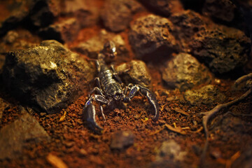 scorpion 