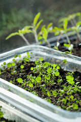 Young strawberry seedlings in upcycled plastic tray. Gardening with reusable materials on budget.