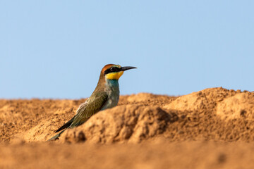 European bee-eater bird sit on ground