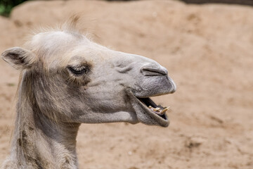 Fototapeta premium Bactrian Camel (Camelus bactrianus)