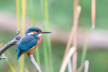 Eurasian kingfisher (Alcedo atthis) sitting on his perch in autumn.