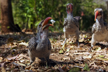 Red-billed hornbill (Tockus rufirostris) sitting on the ground.An African hornbill with food in its beak, with two other birds in the background. © Karlos Lomsky